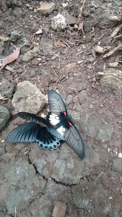 Metamorfosis Kupu Kupu #shorts #short #shortvideo #shortsfeed