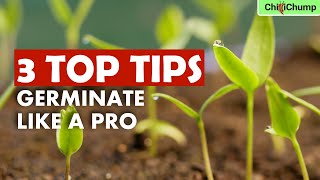 Stop Wasting Chilli Seeds: Germinate Like a Pro!