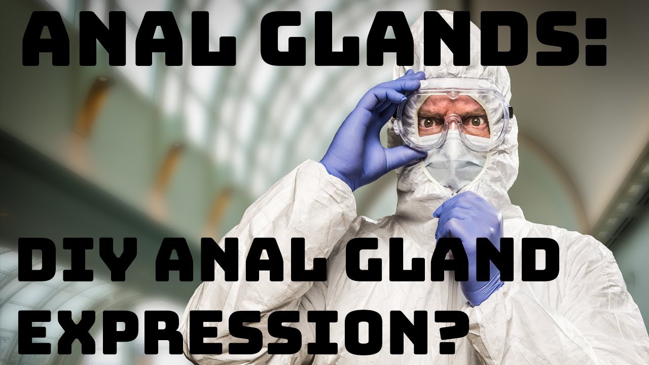 Beautiful view of How To Express A Dogs Anal Glands With A Nurturing Environment