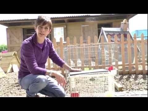 Video: Æg-aspererende! På Broody Hens (og Hvad De Kan Lære Os)