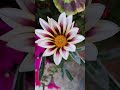 Gazania flower. #gazania #shorts
