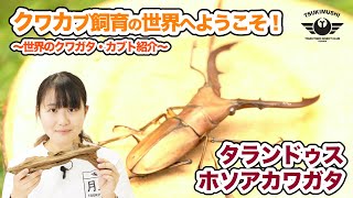 タランドゥスホソアカクワガタをご紹介｜激レア？流線美の鋭いアゴ | 月虫