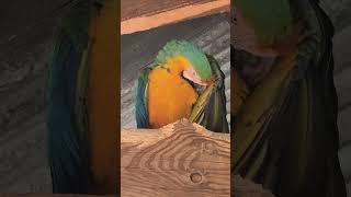 Parrorts at parrotworld in France#parrotworld #parrots #makingmemories #ytshorts #viralvideo