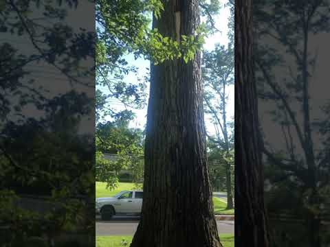 When Lightning Strikes a Tree