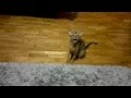 Singing abyssinian cat. Can`t Help Falling In Love. Кошка поет под Элвиса.
