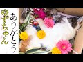 ゆず、旅立ちました【4年7ヶ月の記録】
