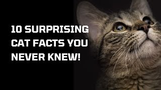 10 Surprising Cat Facts You Never Knew!😲😲Cool Facts about Cats😍|Funny Cats and their Facts😍#funfacts