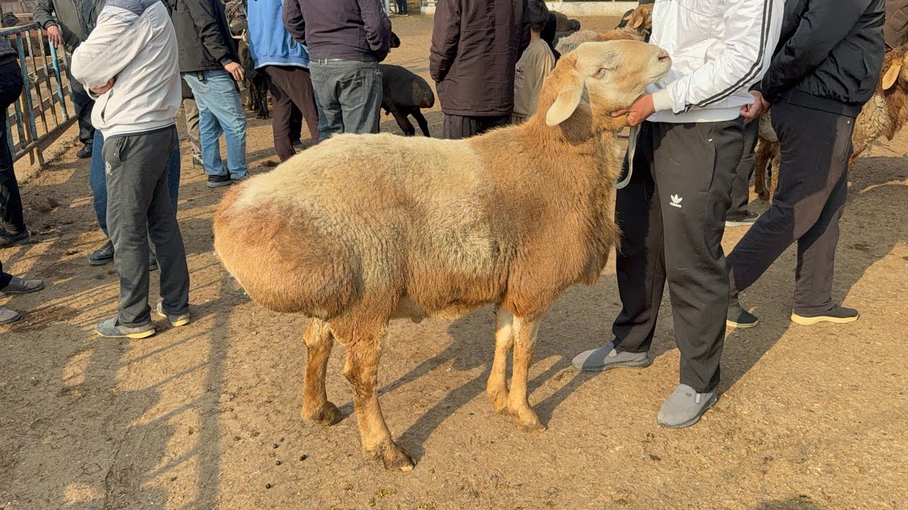 QUQON QUY BOZORI QUYLAR BOZORGA SEGʻMAY KETDI SESHANBA 24 02 2026 