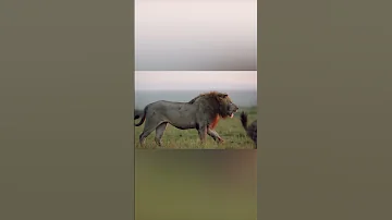 Смех Гиен
