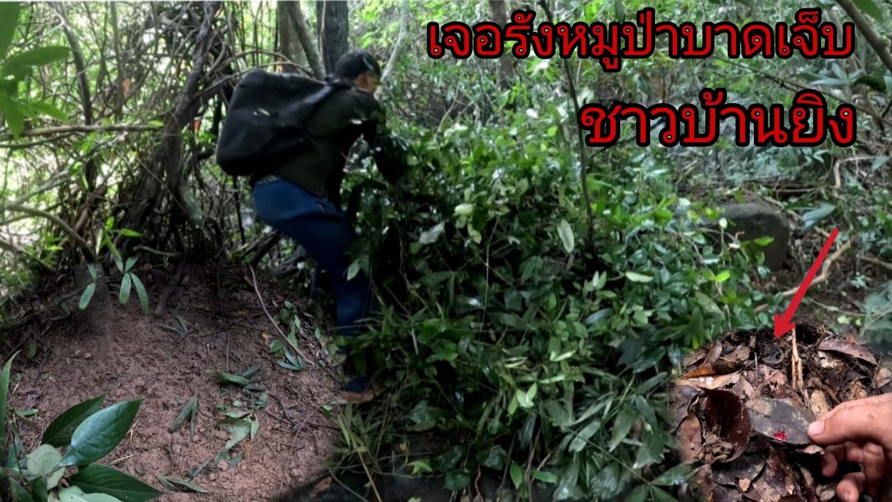 เข้าป่าคนเดียวพบมุ้งหมูป่าบาดเจ็บนอนอยู่/ພົບຫມູປ່າບາດເຈັດ