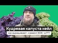 Кудрявая капуста кейл: как выращивают «символ ЗОЖ» в РТ?