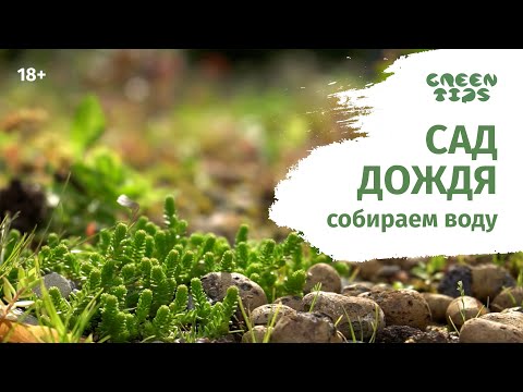 Озеленение крыши и  сад дождя.