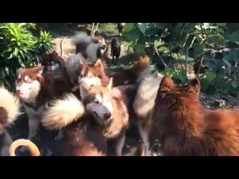 Tập đoàn Alatka