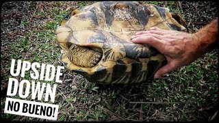 Will a FLIPPED Tortoise SUFFOCATE?