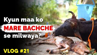 We milked a cow, saved a dog from leeches and much awaited hospital update | Vlog 21