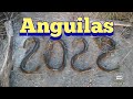 Anguilas 2022 en Pesca en agua dulce