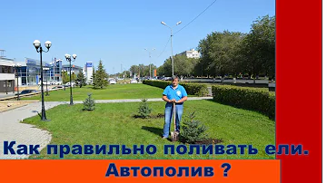 Как правильно поливать ели.  АВТОПОЛИВ ?