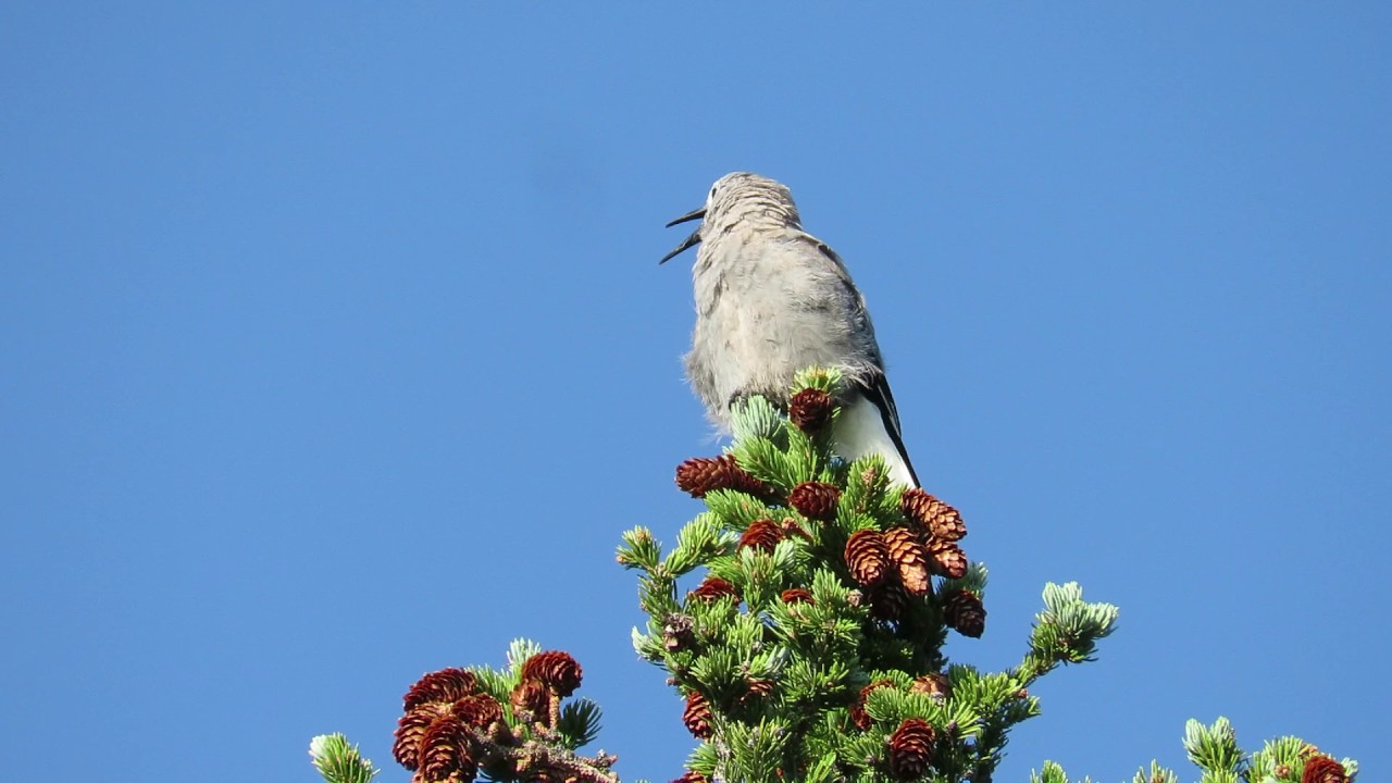 Clark's Nutcracker singing
