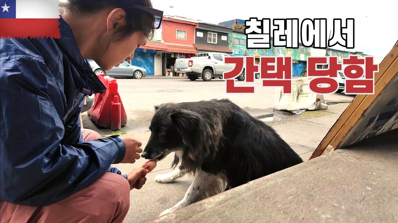 칠레 남부 여행 중 강아지에게 간택당했습니다 - 푸에르토몬트 [229]