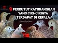 9 Perkutut katuranggan yang cirinya terdapat di kepala