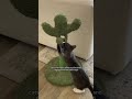 Ways to give Catnip to your cat 🐱 (PART 2)