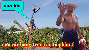 vua khỉ cưa cây bàng TO KINH KHỦNG chiến đấu một ngày mới song PHẦN 1 hai lúa đồng tháp