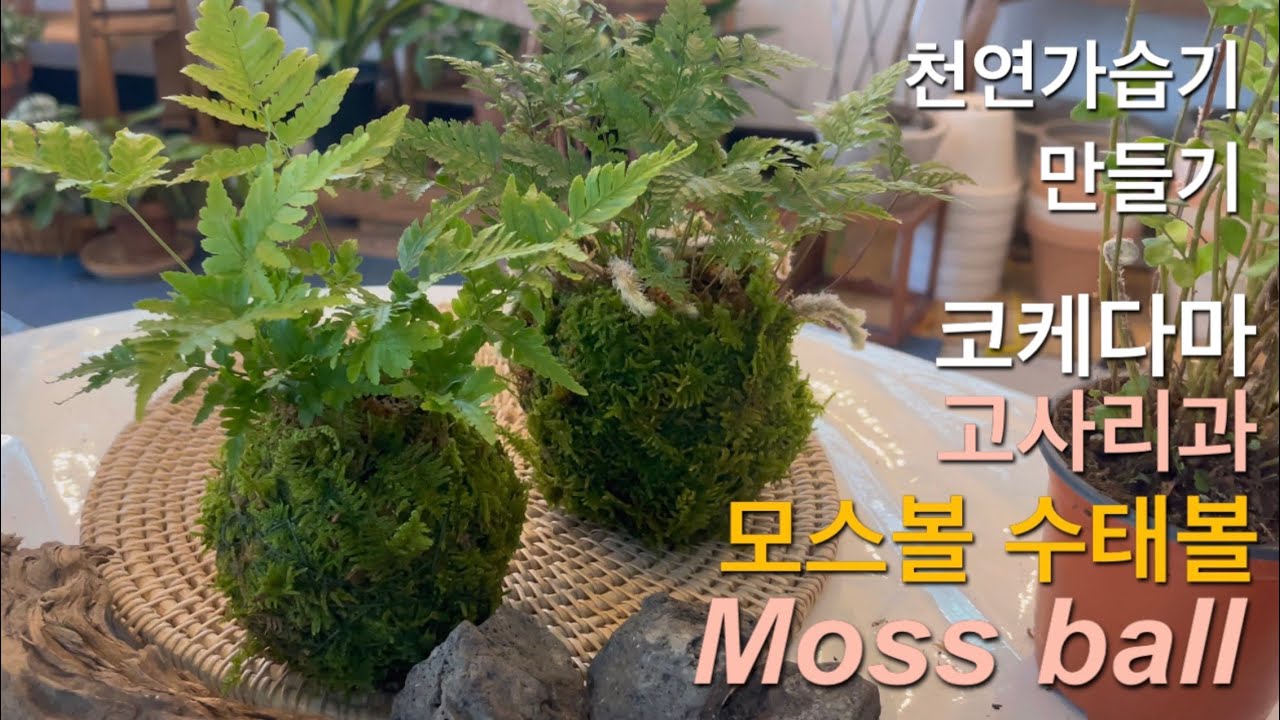 모스볼 수태볼 이끼볼 천연가습기 고사리과 식물