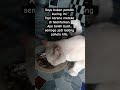 #cat #kucinganggoralucudanimut #kitten