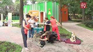 В парке Толстого прошла выставка бездомных животных В парке Толстого прошла выставка бездомных животных