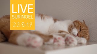 🔴22.8.17 LIVE 【SURI&amp;NOEL】 수리노을 고양이들 생방송 😺📹