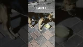 💞💖💞feeding  time unki  Kyushi mei udam masti dekho#adopdontshop #straydogs 💖❤💞