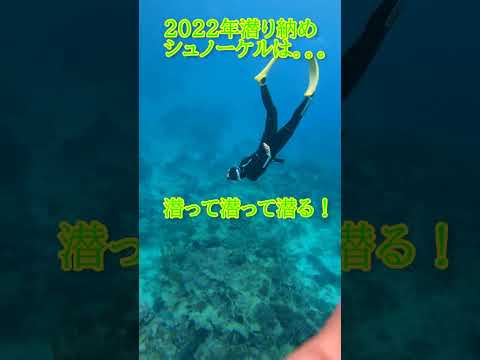 竜宮城に連れてって!ウミガメさん!2022年潜り納めは素潜りドボン! #shorts