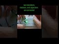 Oscillator Flip Flop produces a continuous, repeating signal