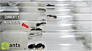 The 'Amazing Race' of the Queen Ants | Day 7