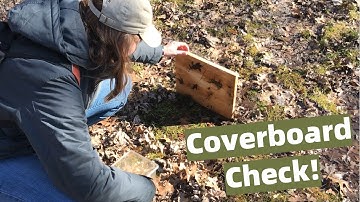Vernal Pool Coverboard Monitoring at Stella Niagara Education Park