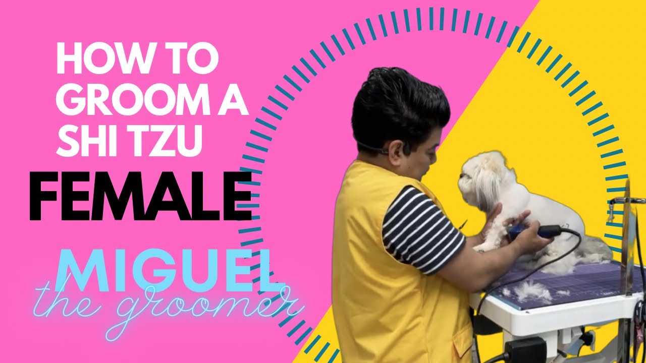 How to groom a Shi Tzu at home Dog grooming in New York city, Best Dog