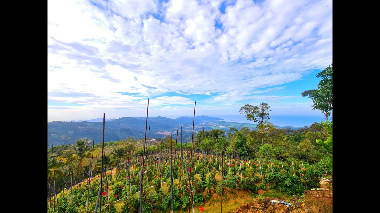 Penang Hike Air Itam Dam to Balik Pulau town (Via Mt. Elvira, Bukit Takut & Devil's Hill