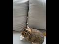 So cute!!!!!!