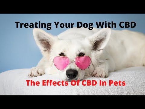 Treating Your Dog With CBD For Pets [Giving Your Pet CBD Oil ]