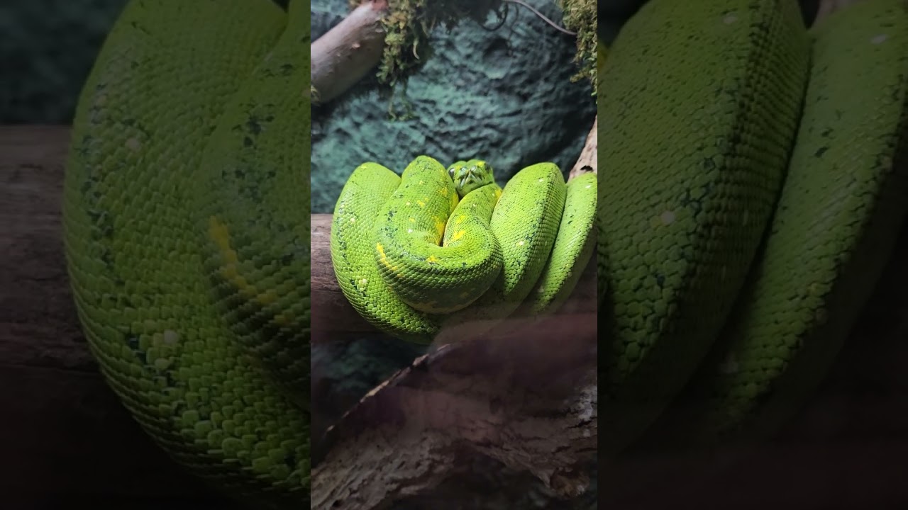 Up Close With a Gorgeous Green Tree Snake