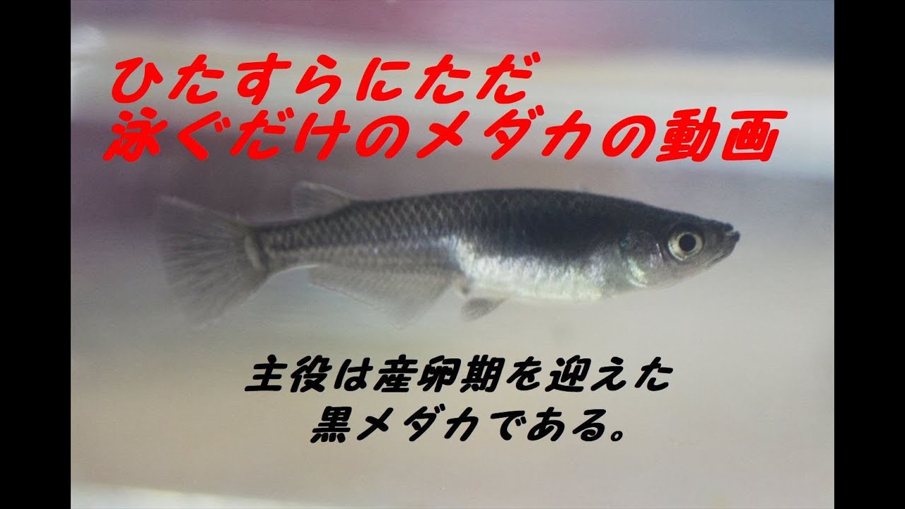 ひたすらにただ泳ぐだけのメダカの動画 Youtube