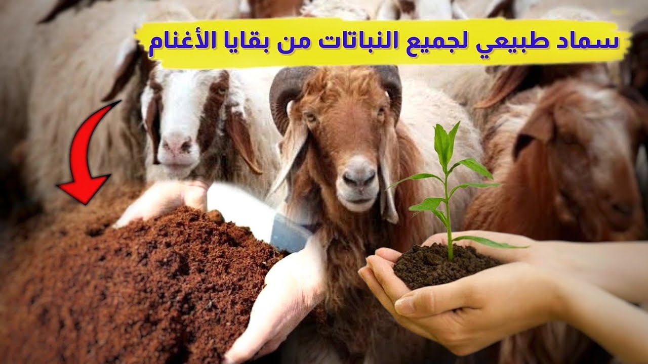 كيفية تحضير الكمبوست من مخلفات الأغنام وكيف  تسمد به جميع النباتات
