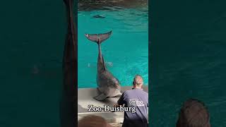 Zoo-Duisburg #zooduisburg #delfinе #dolphins #дельфіни