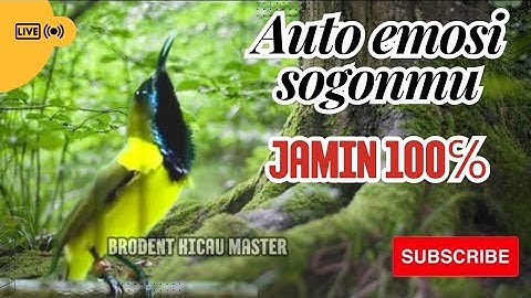 SOGON GACOR  SOGON BAHAN AUTO ikut bunyi
