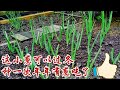 不用年年种的小葱种植和小葱保存办法 How to grow green onions