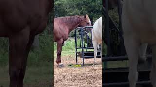 Episode 5 Ember, the alpha mare returns