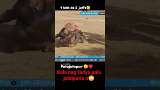 Kala nag farlya pala jalalpuria n😳 #kabaddilover #shorts #kabaddi365 #short #viral
