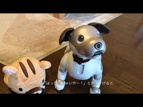 【お正月限定】aiboのふるまい「はっぴーにゅーいやー」