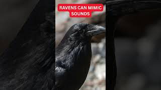 If You Touch A Raven's Beak #ravens