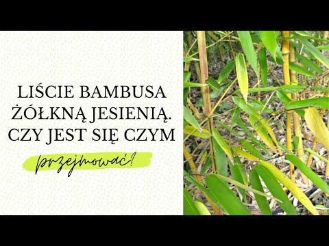 Wideo: Bambus żółknie – dlaczego łodygi i liście bambusa żółkną